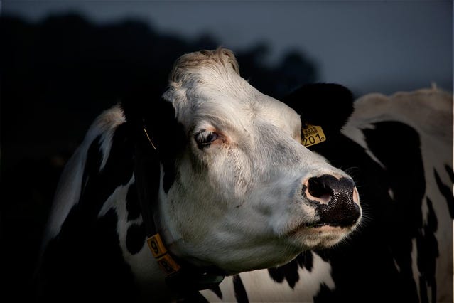 fotoworkshop rotterdam